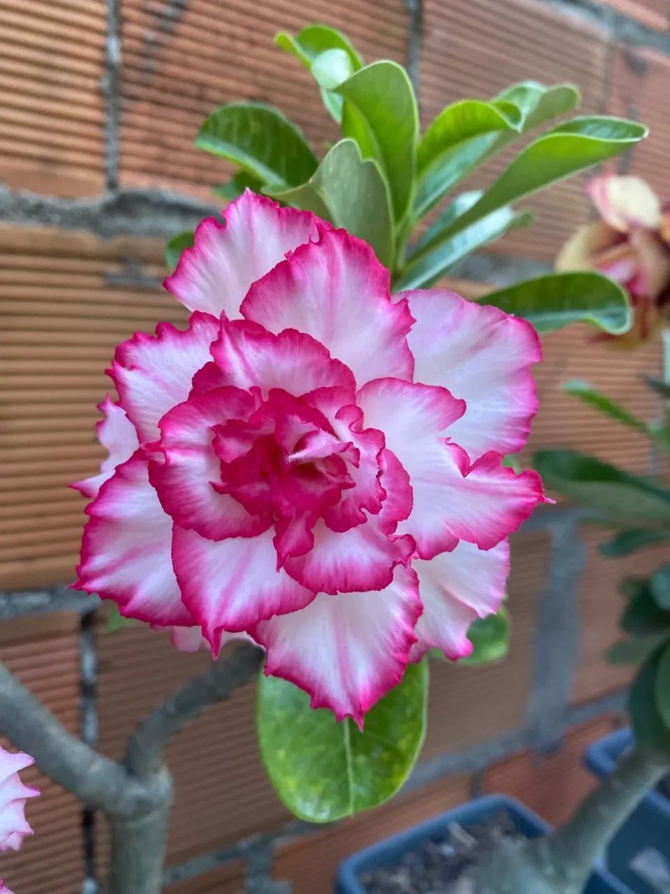 ROSA DO DESERTO - Foto 4