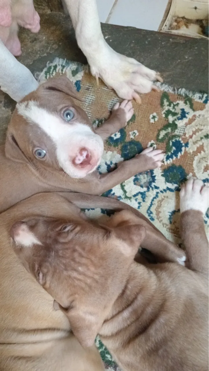 Filhotes de Pitbull