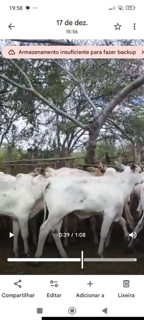 Vende-se 50 bezerros  chama no WhatsApp  - Foto 2