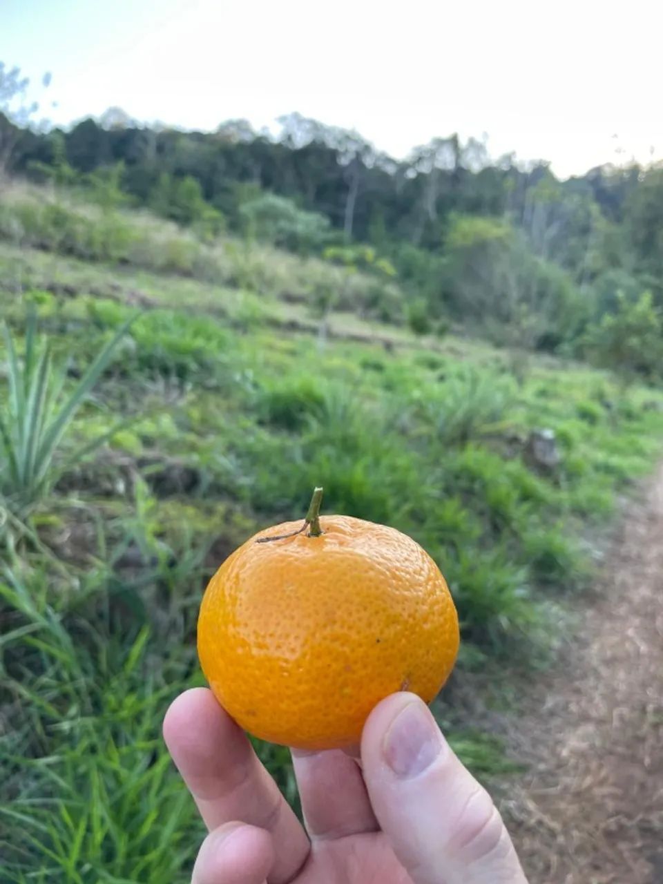 Sitio 6,4 Ha Palmitos - SC - Ao lado ponte rio Uruguay - Foto 8