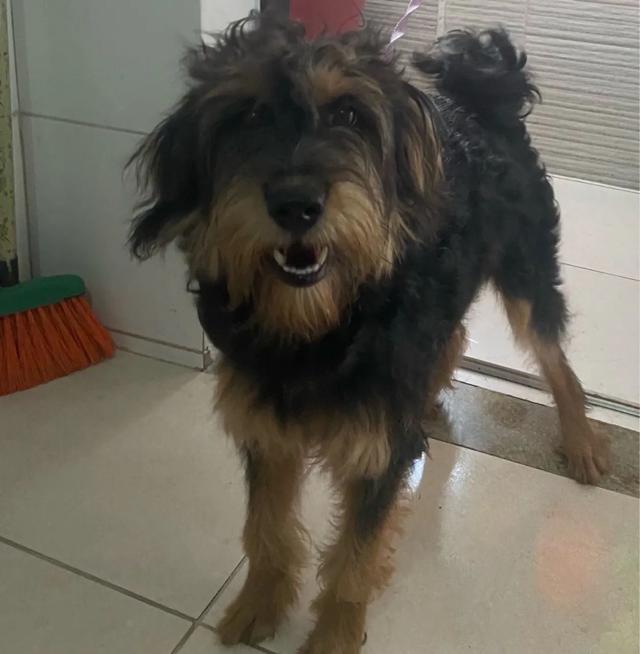 Cachorro lindo para adoção (FÊMEA)