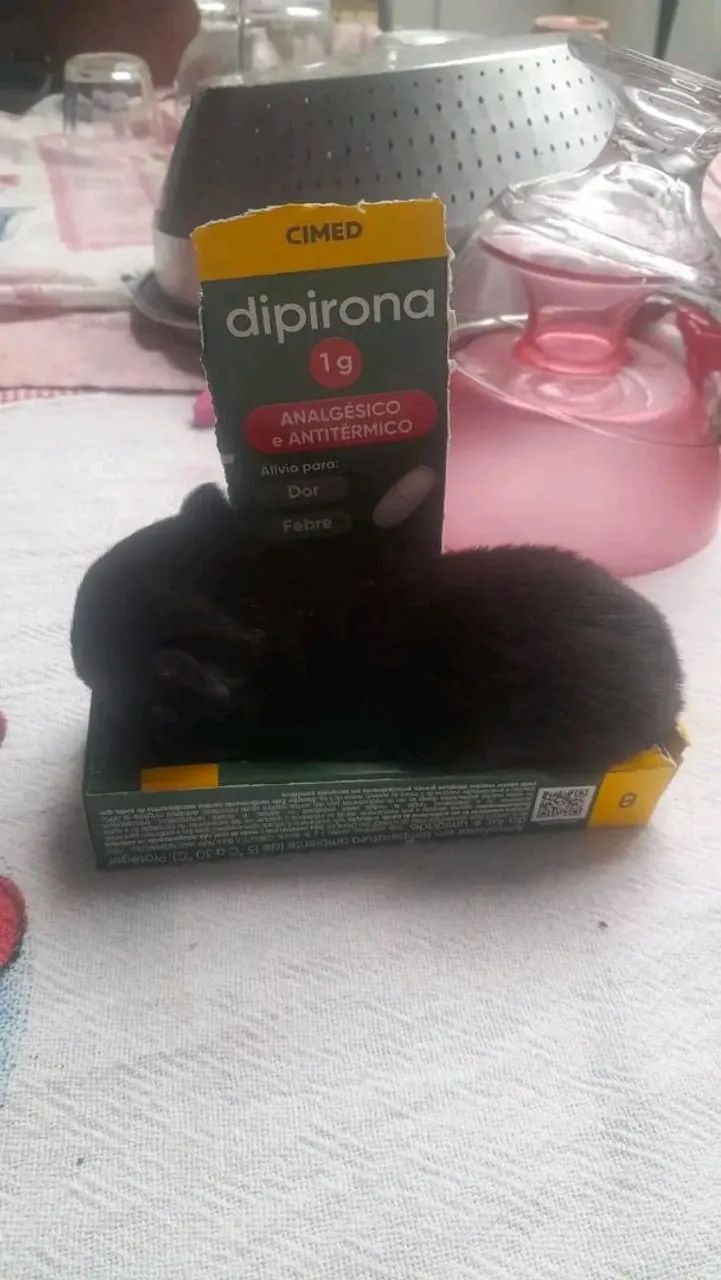 Lindas Mine filhote fêmea,favor leia a descrição do anúncio.