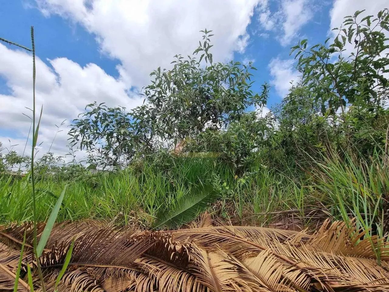 Lote à venda, Belvedere - Divinópolis/MG - Foto 4