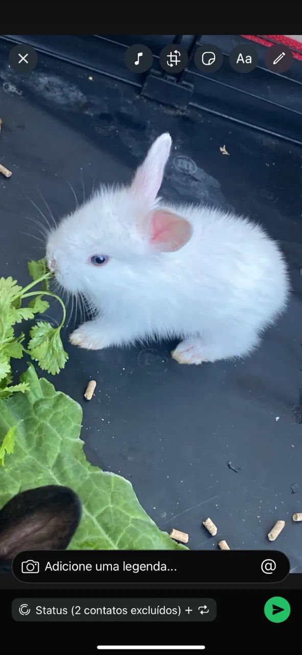 Filhote de coelho anão raça Lionhead