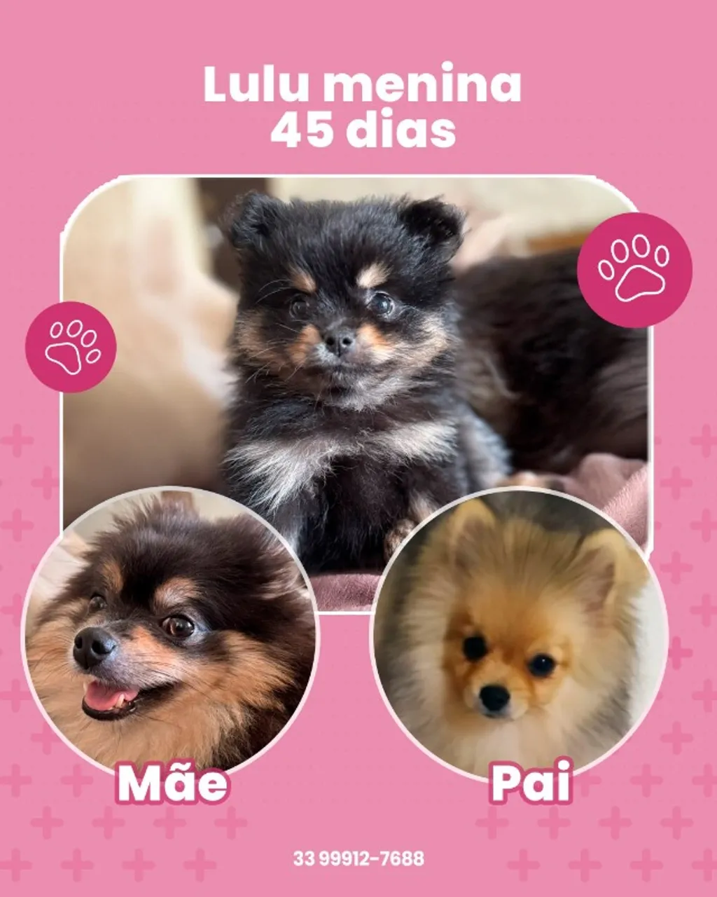 Lulu-da-pomerânia