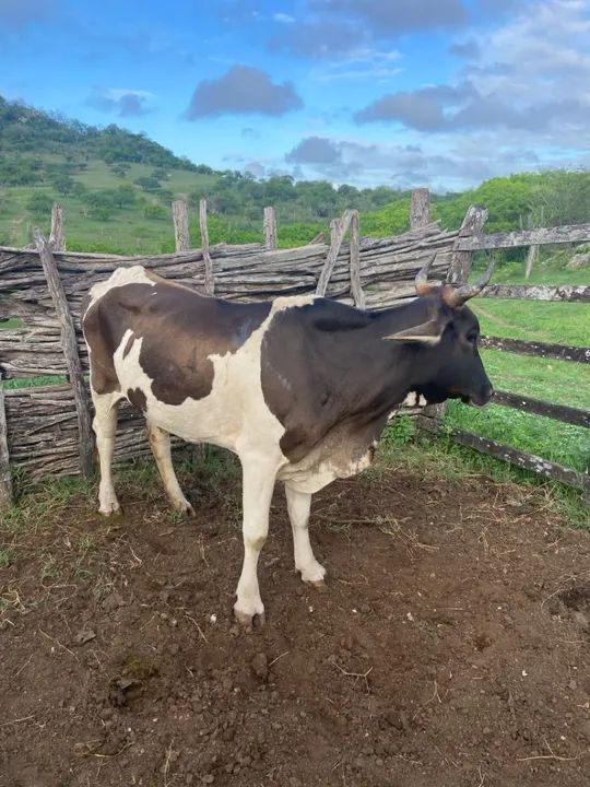 Vaca leiteira - Produção de 6L/ média - Foto 6