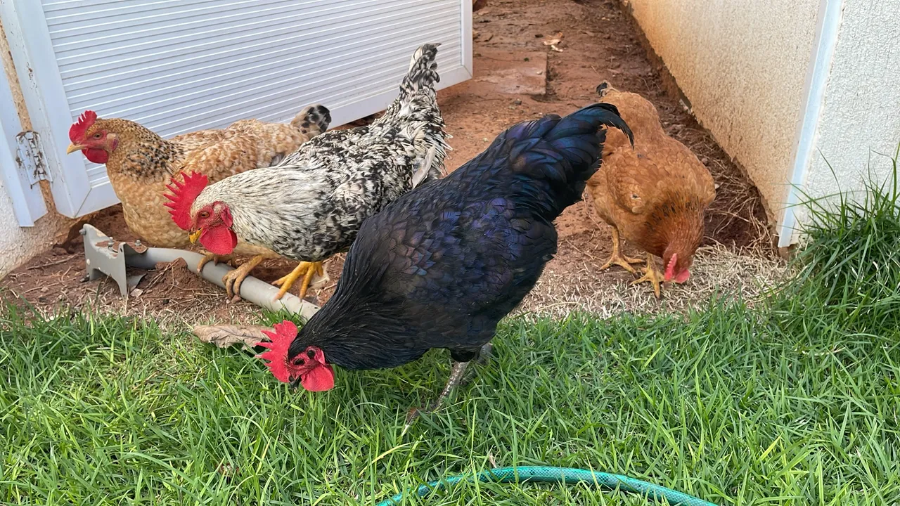 Galinhas e Galo