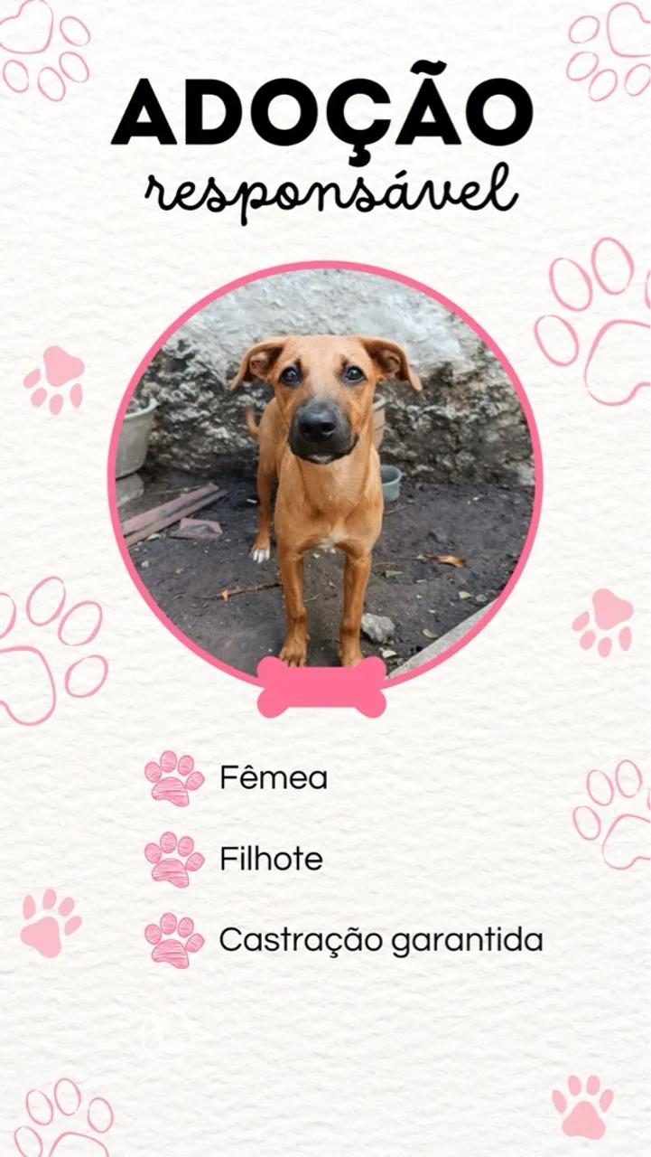 Filhote para adoção responsável