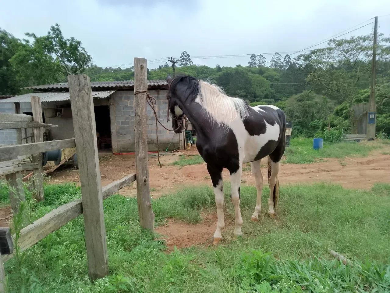 Cavalo pampa  manga larga inteiro- 4 anos