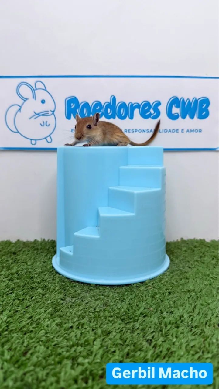 Gerbil/Esquilo da Mongólia (Roedores CWB)  - Foto 5