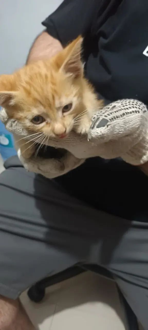 Gatinho doação  - Foto 4
