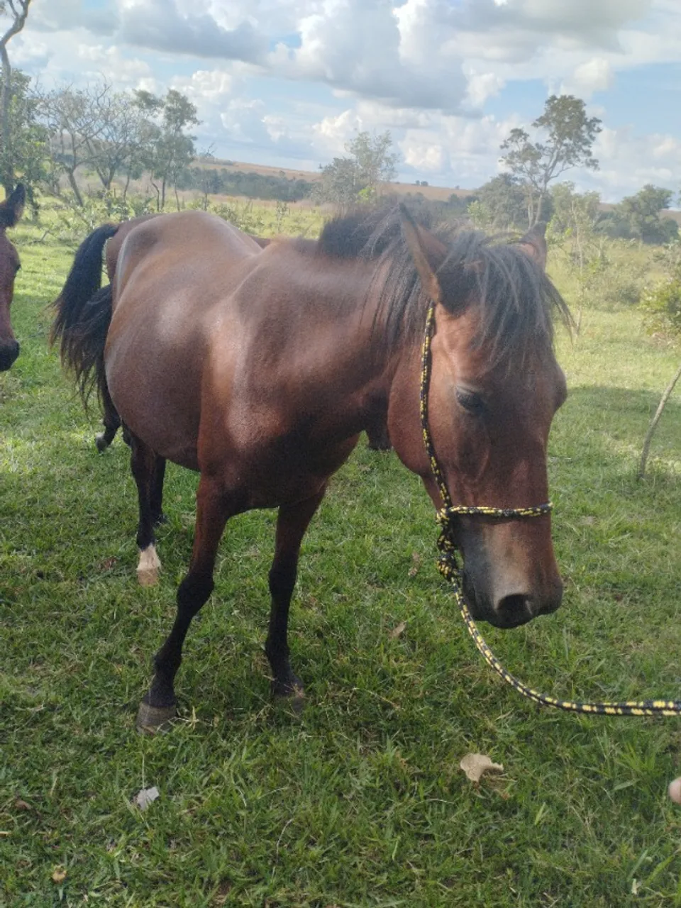 Égua a venda