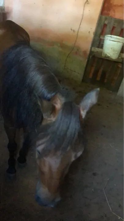 Vendo ponei femia bonita i nova i mansa pra qualquer pessoa 