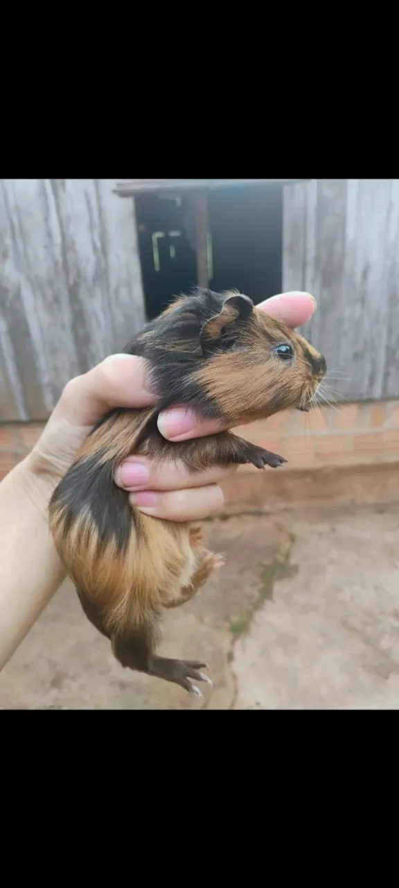 Vendo Porquinho da Índia