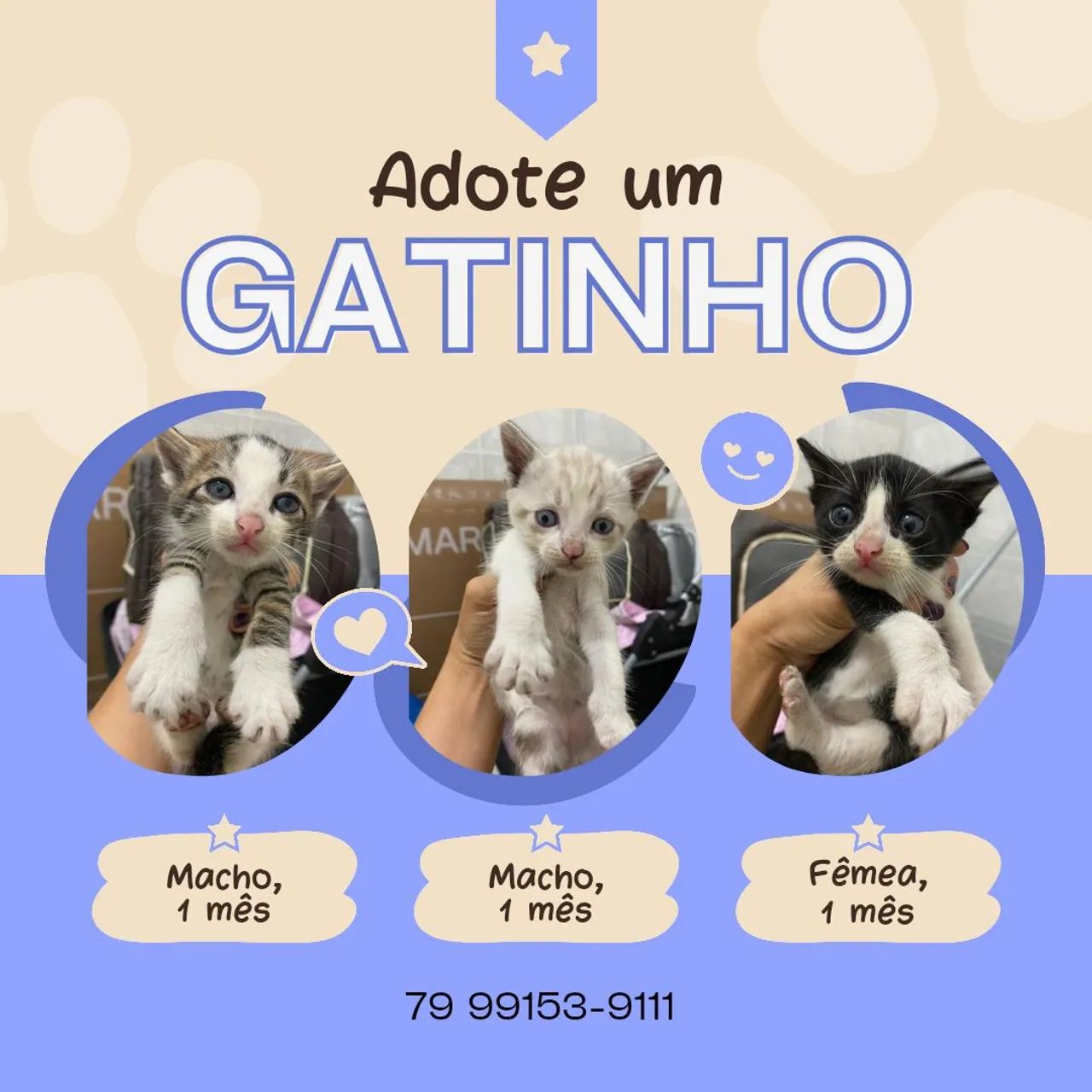 Gatinhos fofinhos para adoção! - Foto 2