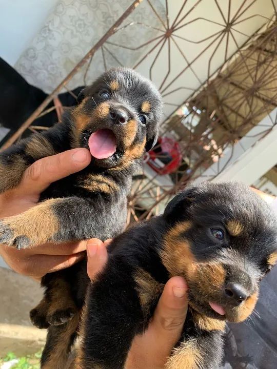 Filhotes de Rottweiler 