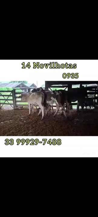 14 Novilhotas 