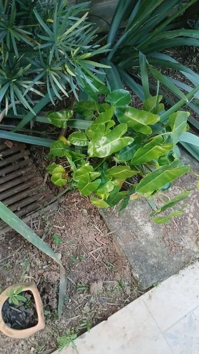 Diversas plantas - Foto 5