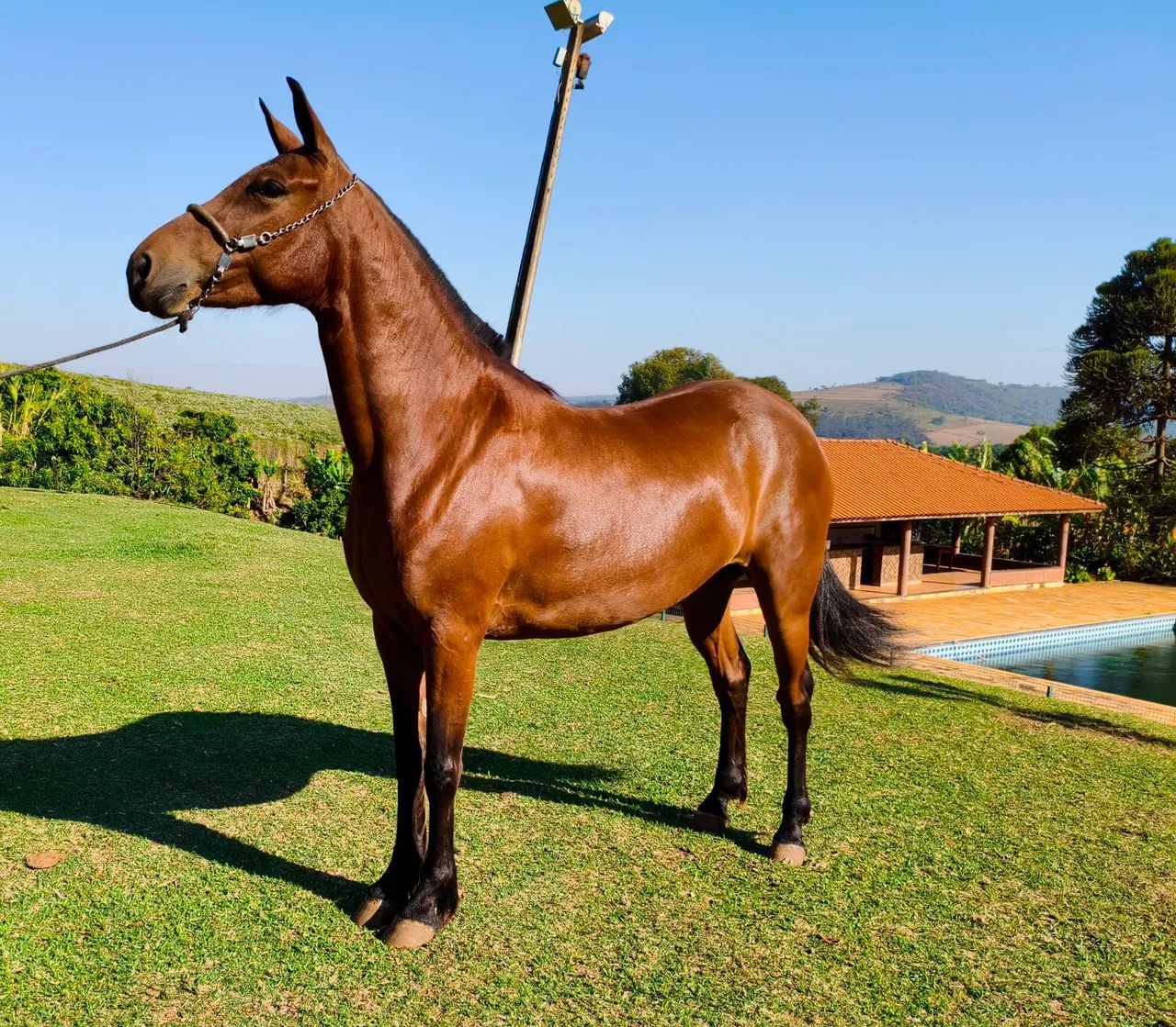 Égua Marcha Picada  Mangalarga Marchador 