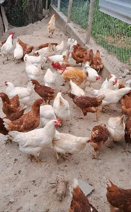 Frangas Poedeiras novas 
