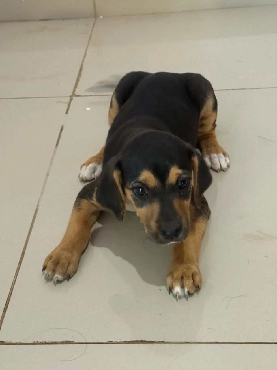 DOAÇÃO FILHOTE FÊMEA 