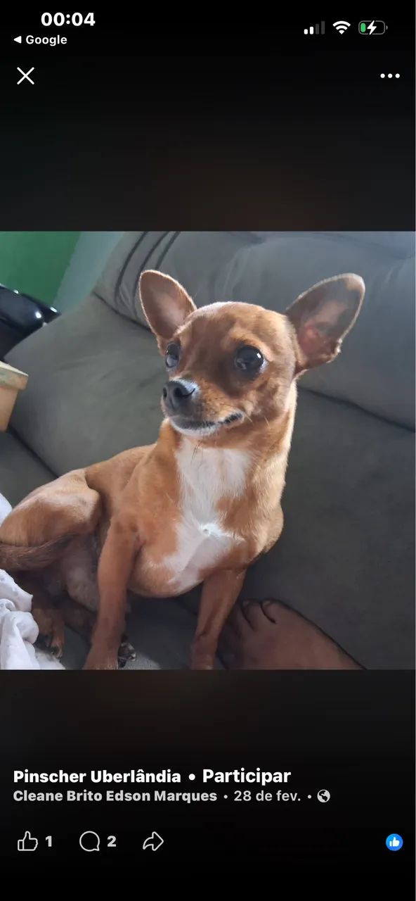 Cachorro 