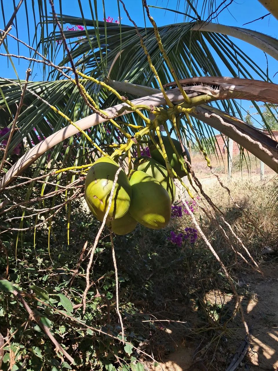 Sitio a venda  - Foto 5