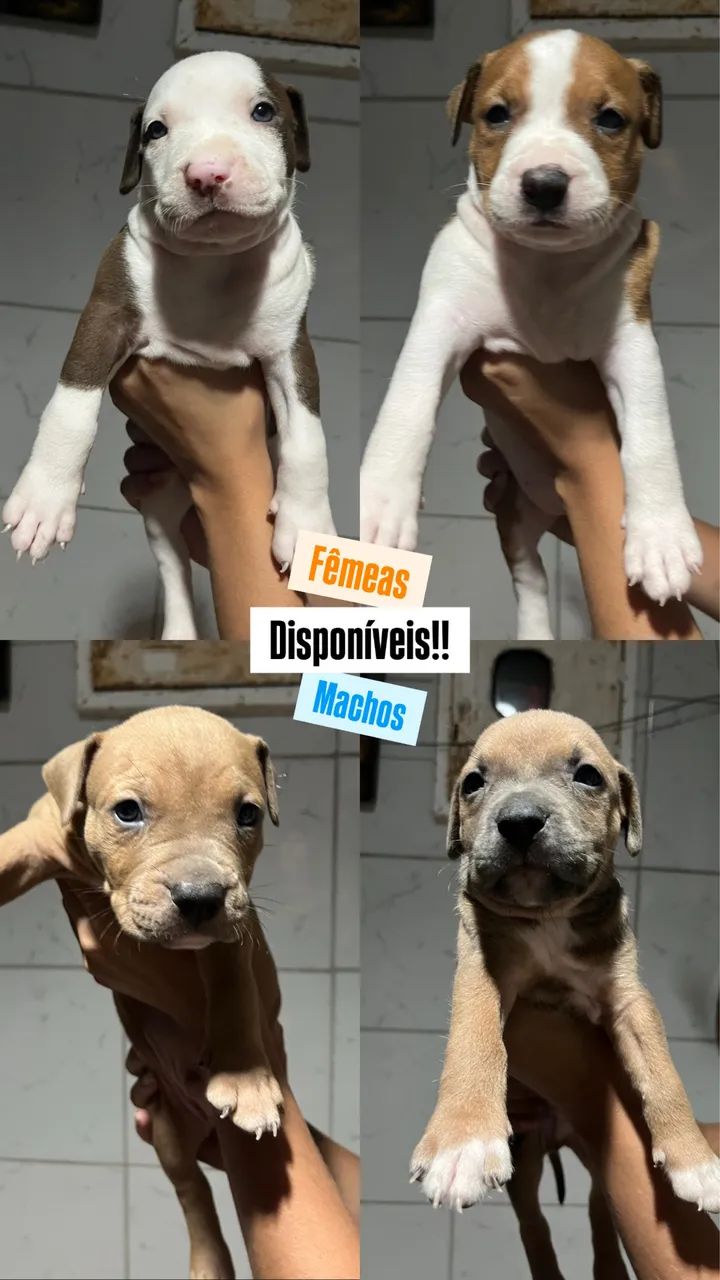 PitBull