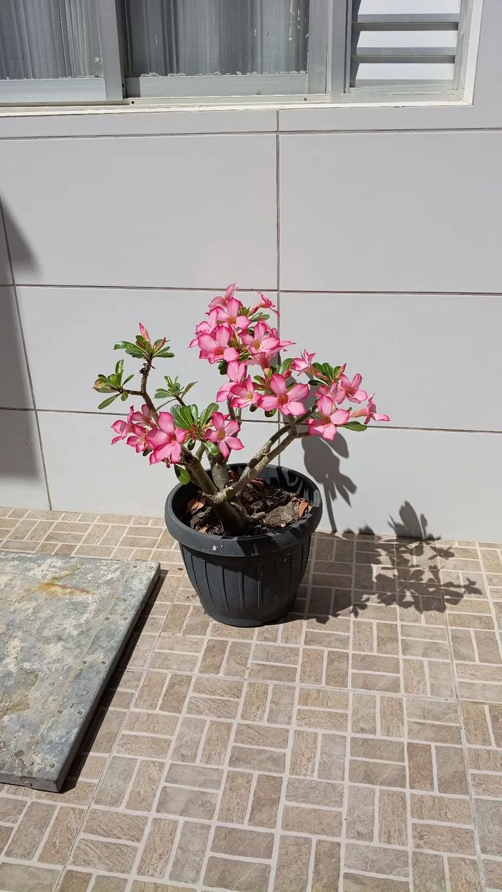 Planta Flor do deserto  - Foto 3