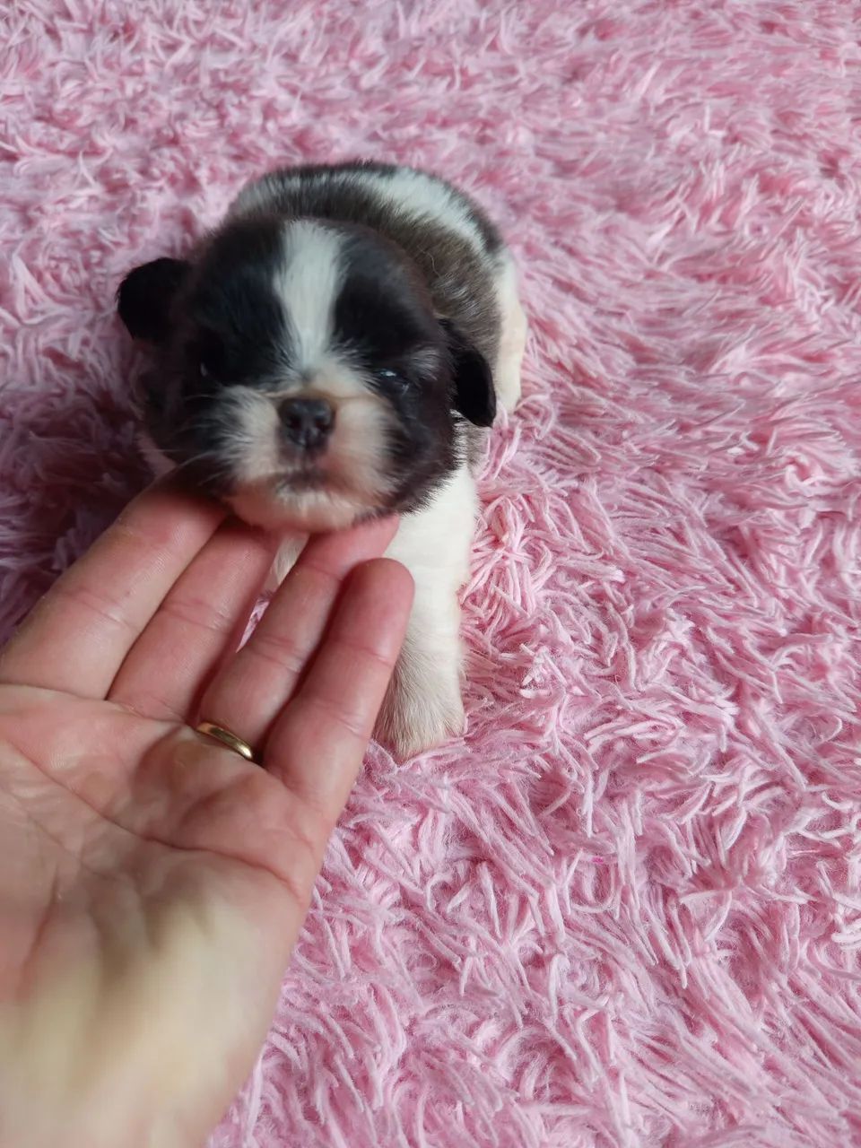 Lindos Cachorrinho da Raça pequinês  - Foto 3