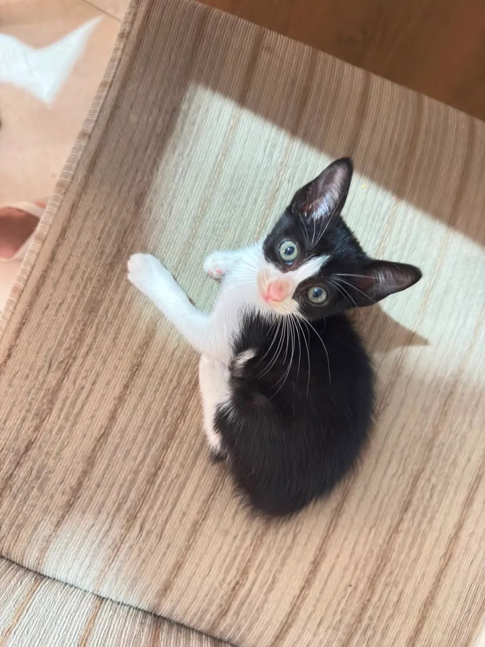 Doa-se 3 gatinhos - Foto 2