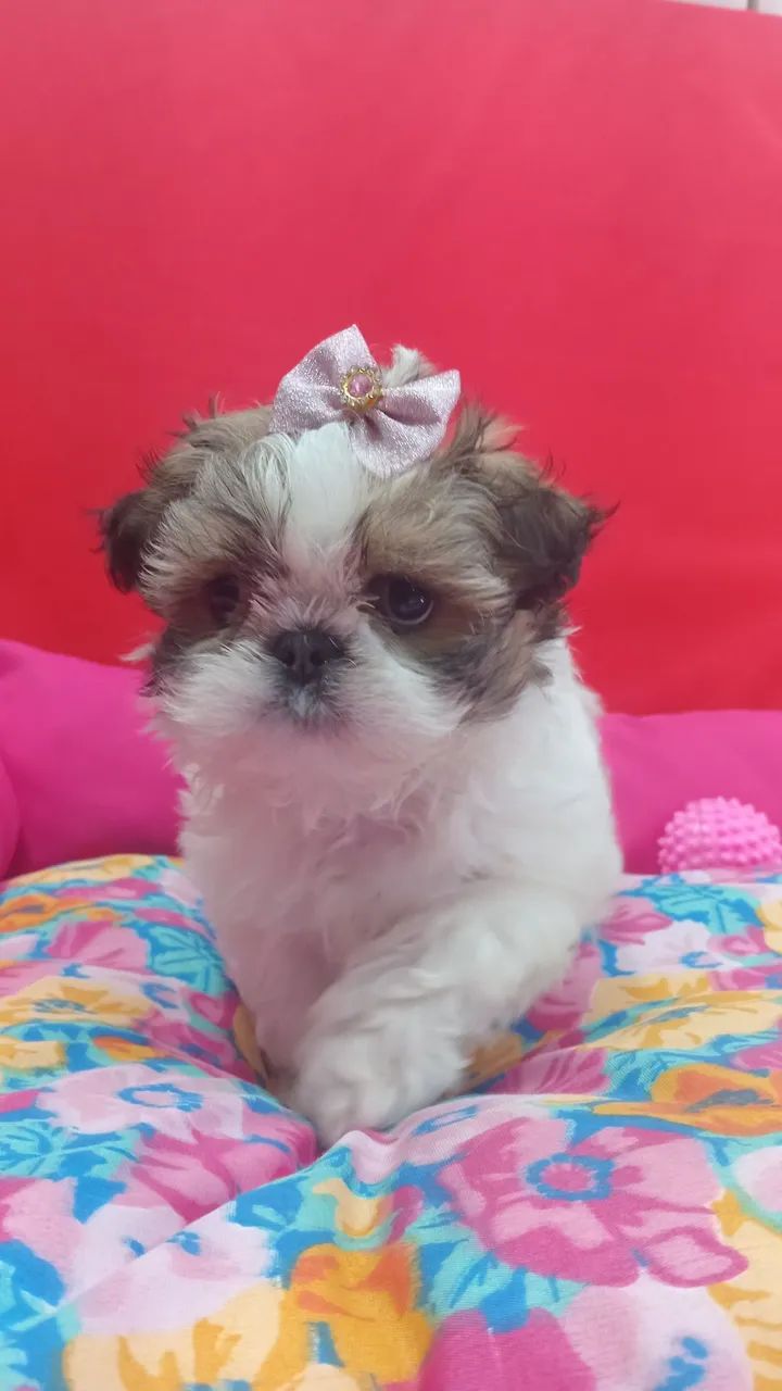 SHIH TZU  - Foto 3