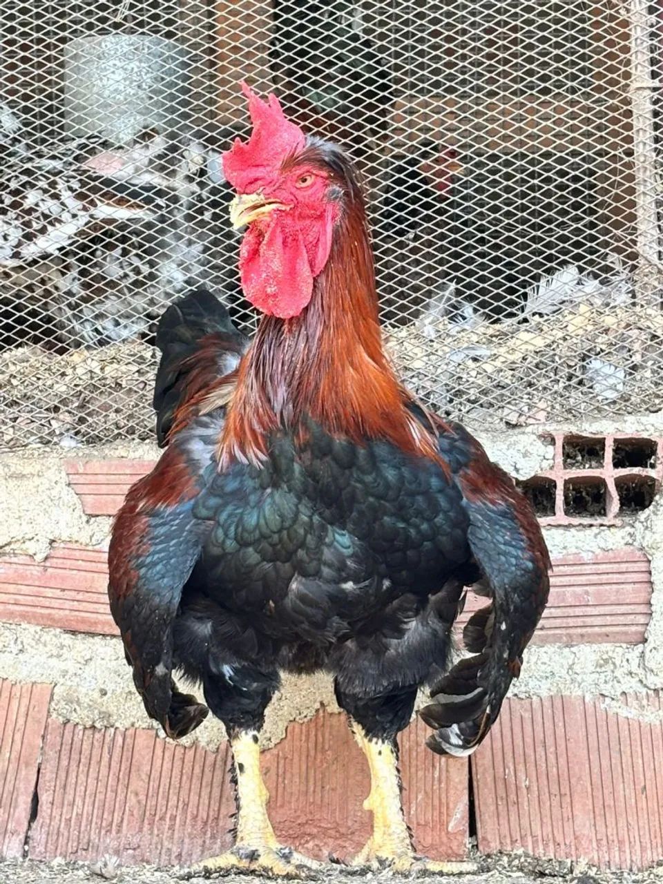 Galinha GSB - Foto 3