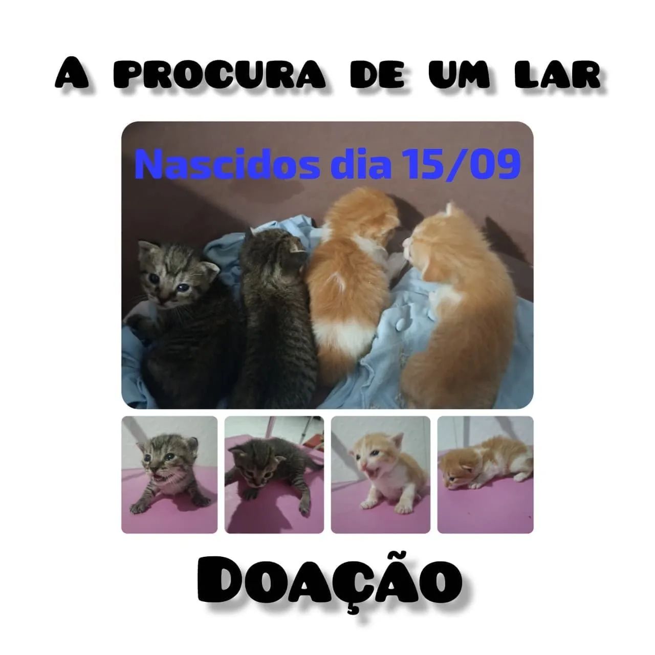 Doação 