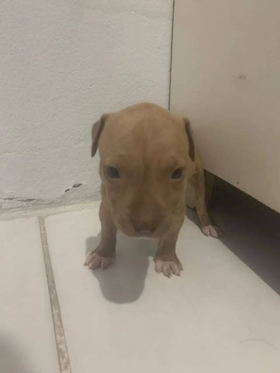 Filhote de pitbull - Foto 4