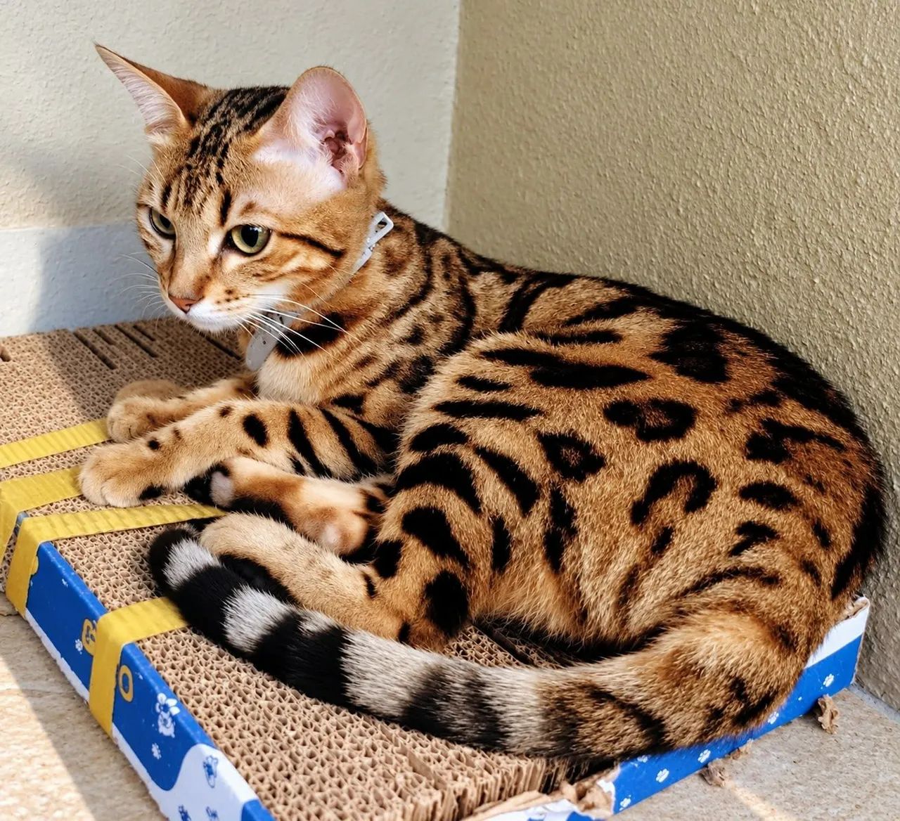 Gato Bengal  - Foto 2