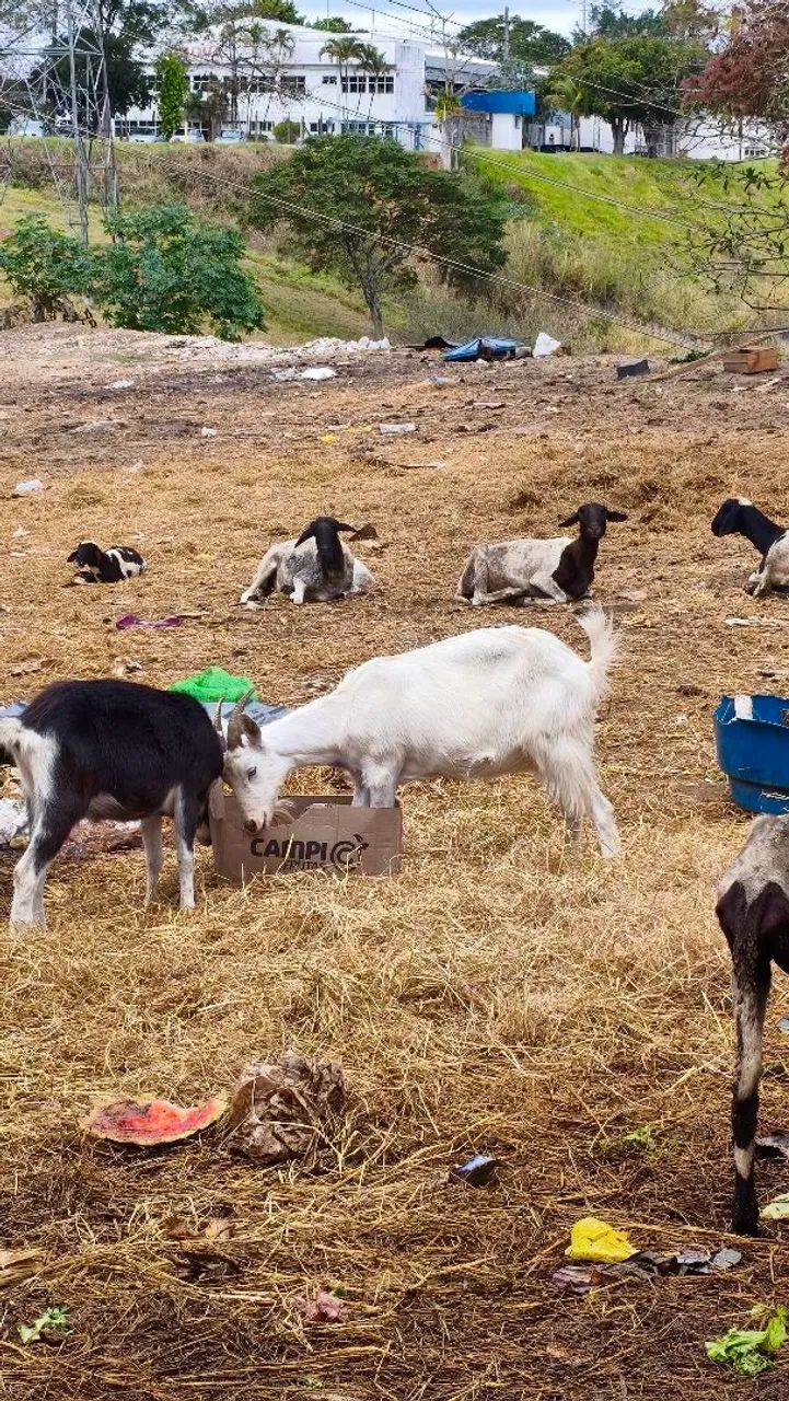 Cabras e Carneiros
