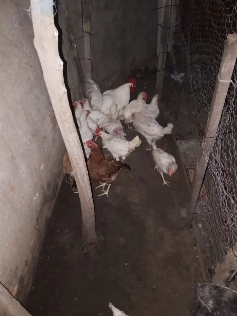 Galinhas poedeira e 1 galo - Foto 3