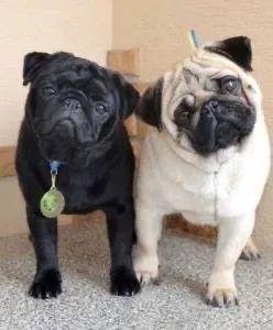 Pug casal Disponível  - Foto 2