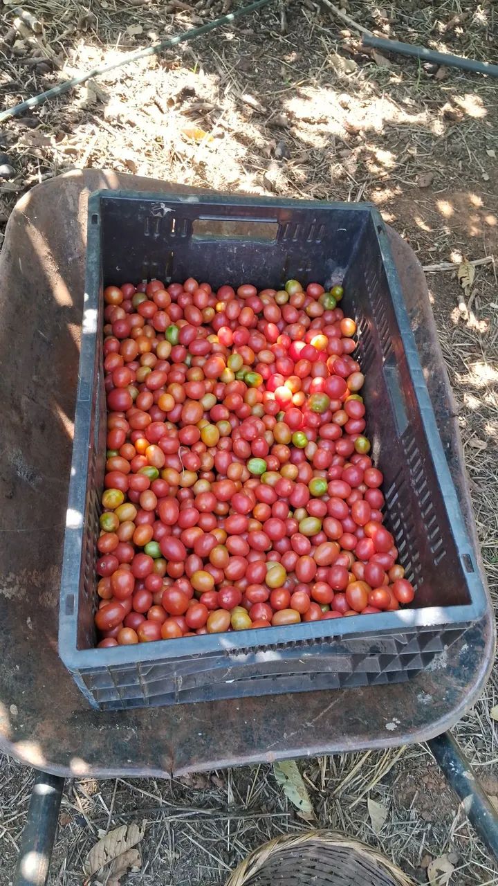 Tomatinho! - Foto 2