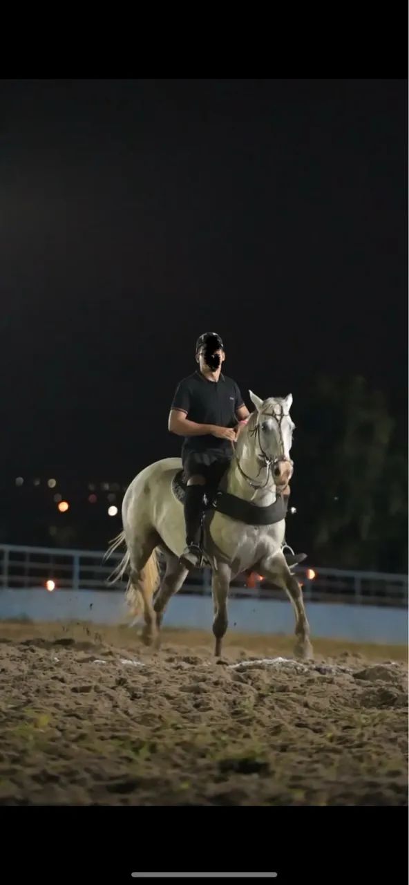 Cavalo manso de vaquejada  - Foto 5