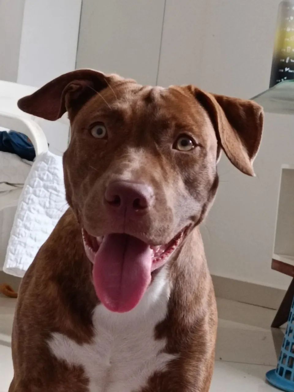 Pitbull - Foto 3