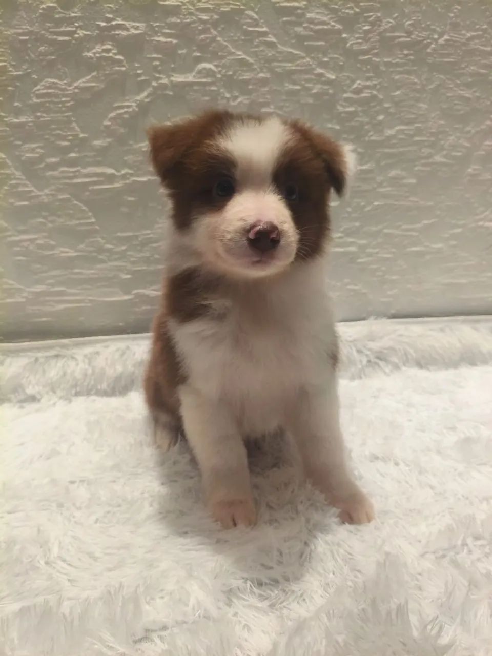 Border Collie Rott FILHOTE DE BORDER COLLIE MACHO - Cachorros - Fanny, Curitiba 1547226153 ...