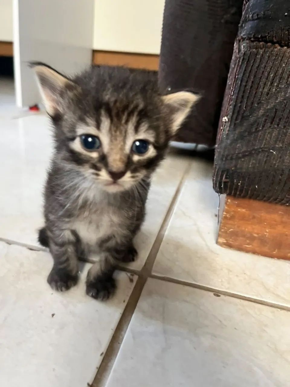 Adoção de Gatinhos - Foto 3