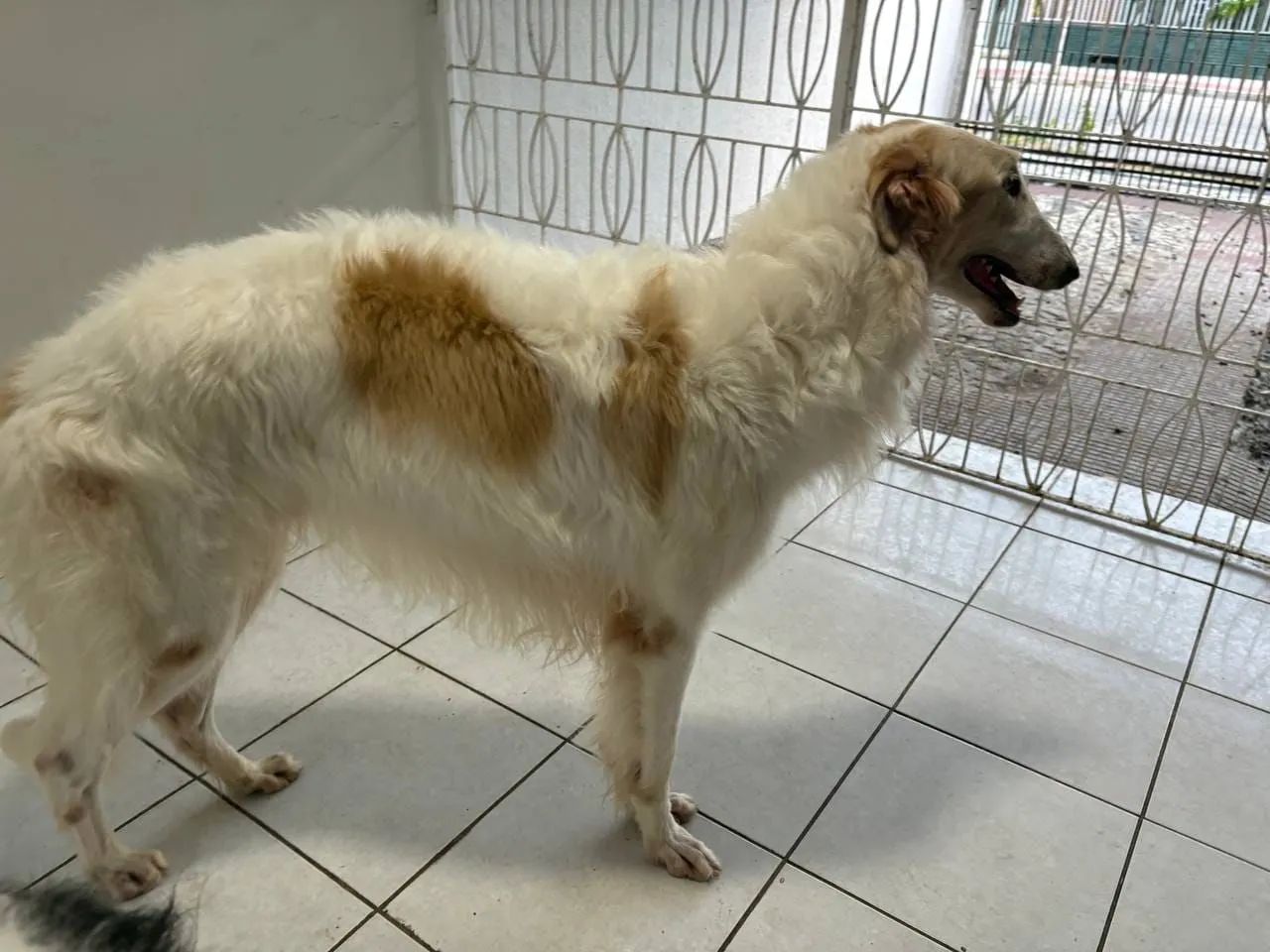 Vendo Borzoi ( Galgo Russo) - Foto 3