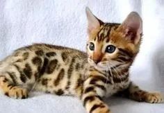 Bengal  - Foto 2