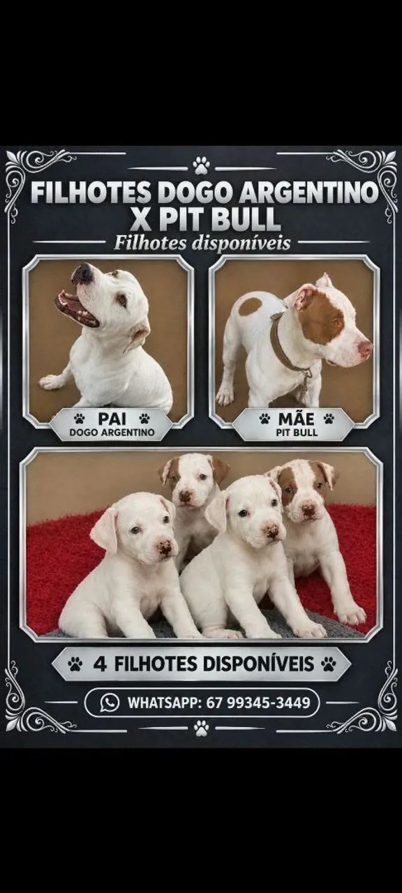 Pit bull- filhotes - Foto 2