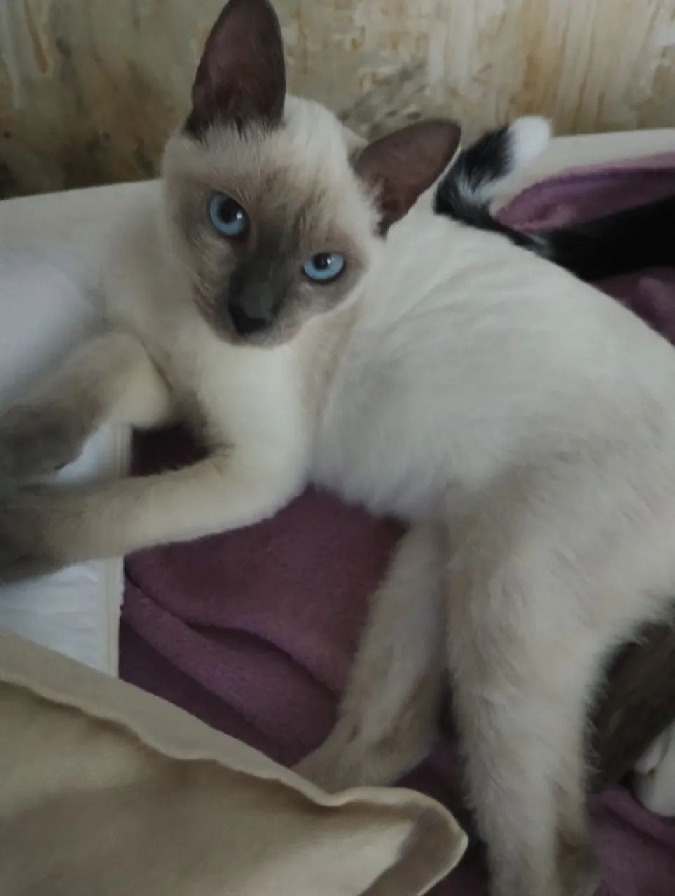 Gatinhos para adoção  - Foto 5