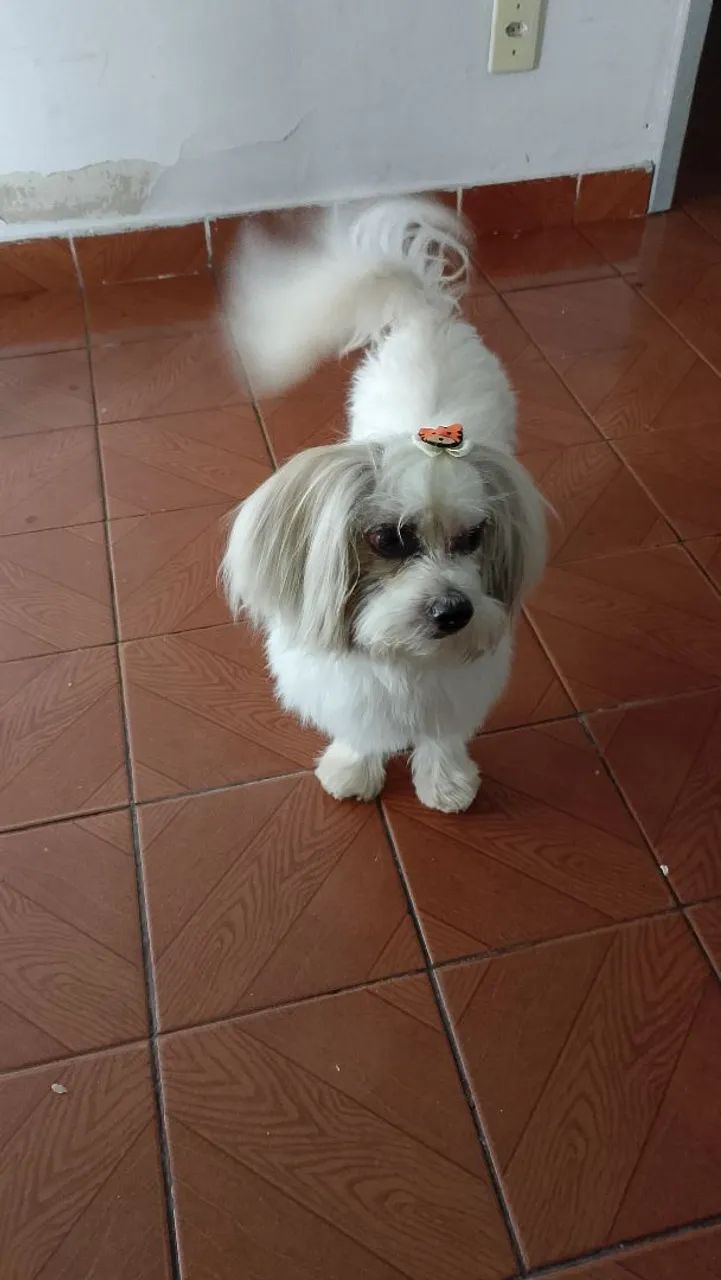 Doa -se limpo aisla Apso 