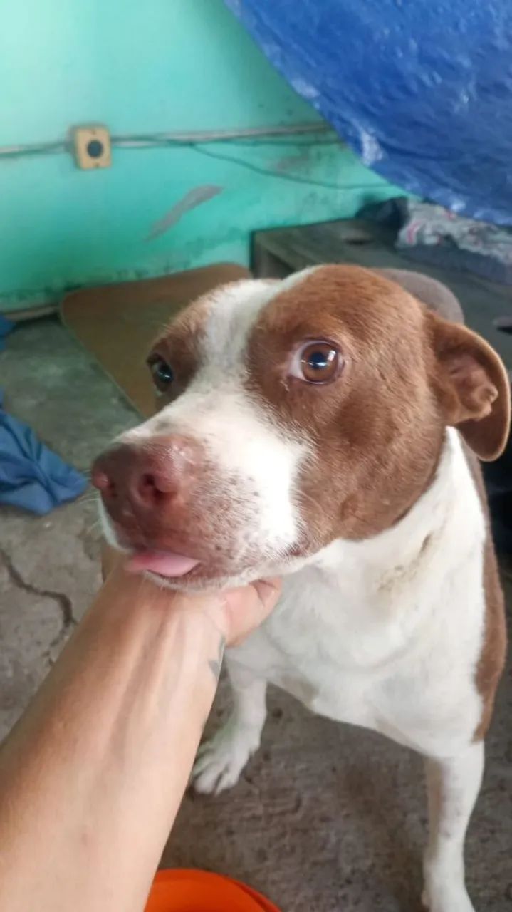Adoção Responsável  - Foto 4